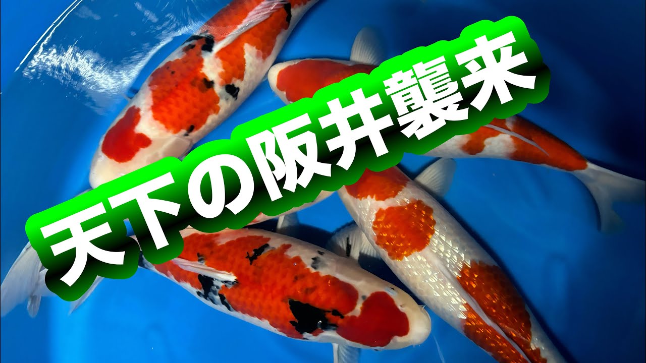 遼河鯉庵】 阪井養魚場産のゴッドボディ御三家を全国最安値で通信販売 