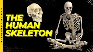 The Human Skeleton: Exploring Our Bodyโs Framework