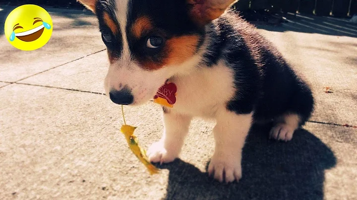 Watch the video about Funniest Cat and Dog Videos Compilation Guaranteed to Make You Laugh!😂😂