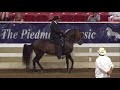 VIVALDI DE BESILU - 2018 Asheville Alive - class 245 Fino Stallions 7yrs and up