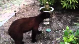 Bears in yard1
