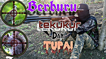 #Hunting                                              berburu burung tekukur dan hama tupai / bajing