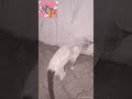 Real Tom and Jerry #shortvideo #comedy