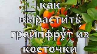 Как вырастить грейпфрут из косточки