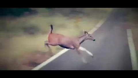 Tigers chasing after a Sambar Deer.