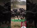 Cape Buffalo Gores Lionas Herd Looks On #shorts #short #lion #buffalo #viral #aivideo  #shortvideo