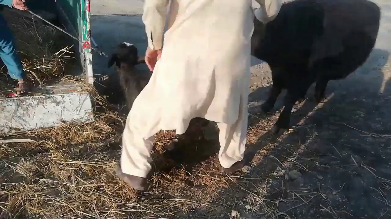 Watch Subscriber قیوم sabb قصور in Pakistan on YouTube 22_1_2020 - YouTube