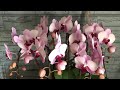 胡蝶蘭 ファレノプシス 植え込み