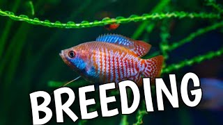 Dwarf gourami breeding | How to breed Dwarf gourami fish | Gourami fish breeding.