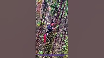 Traditional Farming: Clearing Betel Nut Vines with Age-Old Techniques (Must-See Skill)