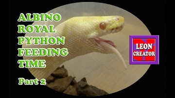 Albino Royal or Ball Python Feeding - Part 2 - with Leon Hills - LEON CREATOR