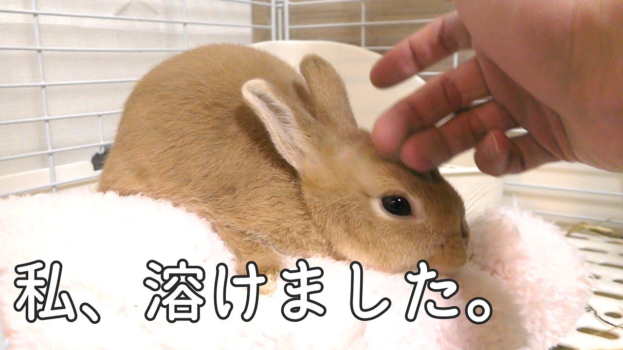 うさぎってなでると溶けるのをご存じでしたか Youtube うさぎってなでると溶けるのをご存じでしたか Youtube