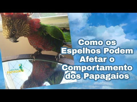 Vídeo: Por Que Um Papagaio Se Olha No Espelho