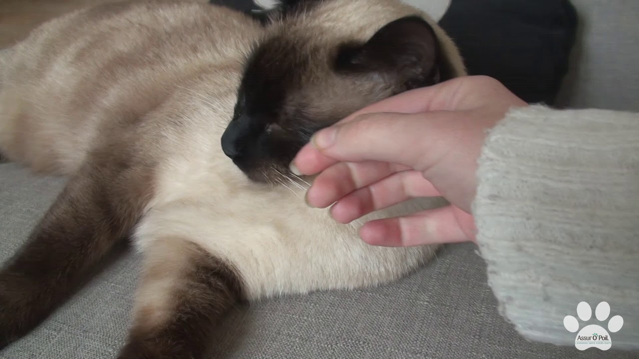 Comment Empecher Son Chat De Griffer Assur O Poil Youtube