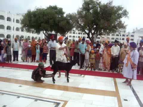 Takhat Sachkhand Sri Hazur Sahib - Bakra Bali Video