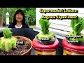 Regrowing Supermarket Lettuce Experiment: Soil vs. Water vs. Hydroponic Nutrients