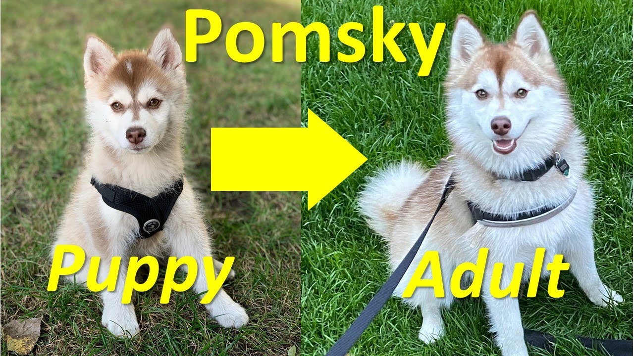 What do adult Pomskies look like? Pomsky puppy just turned 1-year old) - YouTube