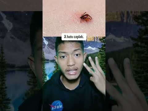 Video: Apakah beragam kumbang karpet berbahaya?