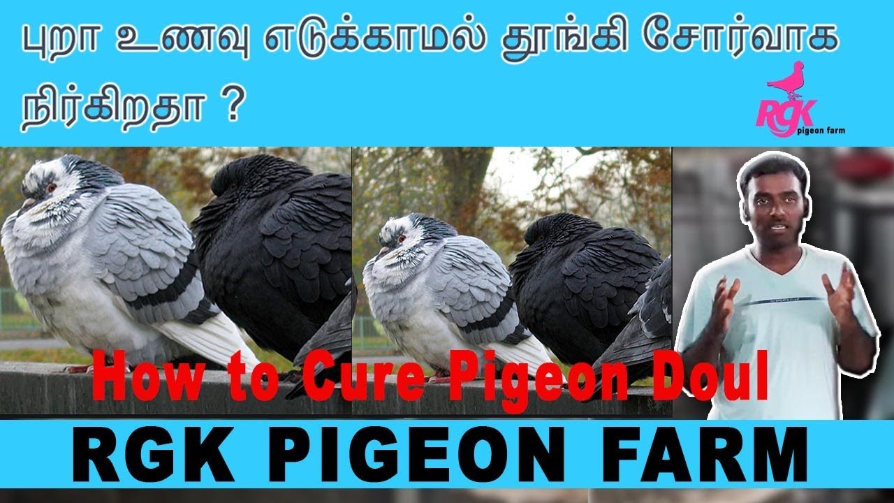 புறா உணவு எடுக்காமல் தூங்கி சோர்வாக நிர்கிறதா ? How to Cure Pigeon Doul