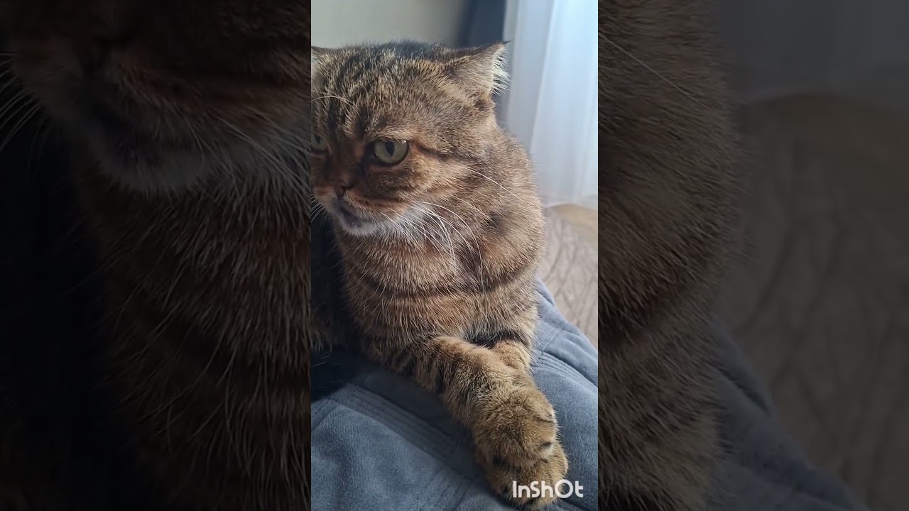 #домашниепитомцы