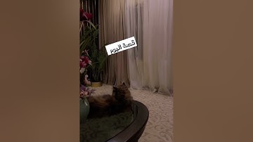 سوالف هيون.. قصص جميلة عن فضل الحوقلة و قراءة سورة الواقعة