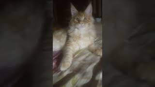 ночной Играка Возвращается #котик #играет #ночь