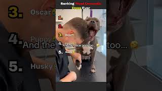 Ranking Most Dramatic Dogs Ever! #funny #funnyvideos #memes