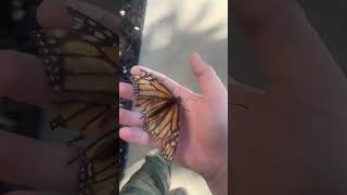 I found a butterfly in my house ￼