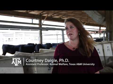 Colleges With Animal Science In Texas