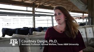 Animal Behavior - Tamu Animal Science