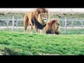 Lion Attitude