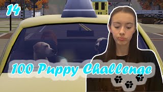 Selling more puppies.. | 100 Puppy challenge #14