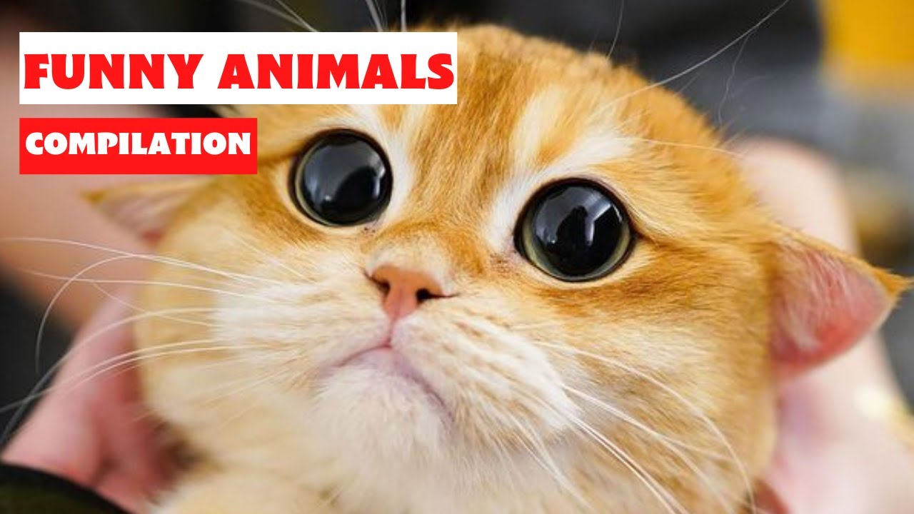 😍Cute baby animals videos when you are feeling down