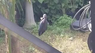 Blue Heron Eating A Brown Anole