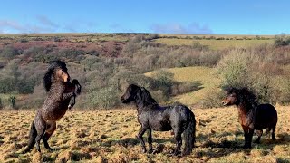 Dartmoor Pony Stallions performing together on Dartmoor
