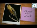 تغريد طائر كناري الاسباني تمبرادو لتعليم و تلقين صغار الكناري صوت صافي mp3