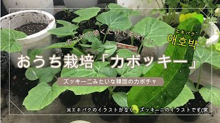 【ベランダ栽培】日本ではあまり育てていない？「韓国のカボチャ エホバク（カボッキー：日本名）」激狭のベランダですくすく成長