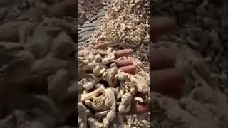 EXPORT QUALITY DRY GINGER BY MJS EXPORTS #ginger #spices #dryginer #shorts