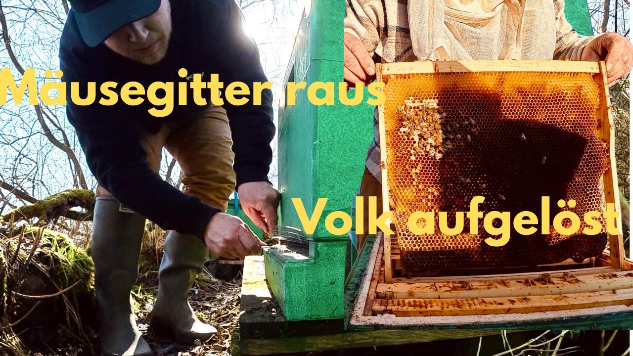 Imker - Vlog #14 Mäusegitter raus und Ernüchterung am schwachen Volk