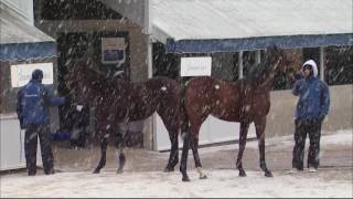 2017 Keeneland January Sale Recap