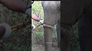 A snare nearly killed this elephant’s trunk… then heroes stepped in #heartwarming #natureheros