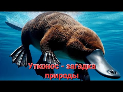 Утконосы - загадки природы