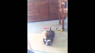 15 year old Cat still Loves his Catnip Toy by Ask the Cat Doctor 314 views 12 years ago 2 minutes, 54 seconds