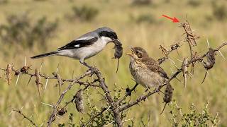 Butcher Bird: 65 Day From Egg To Survivor | Wildlife Documentary