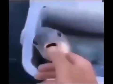 fish undertale
