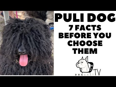 Video: Fakten über den ungarischen Puli: The Mop Dog