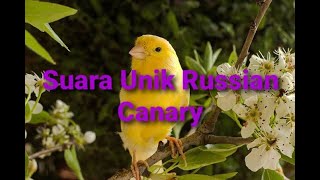 Audio Masteran Burung - Russian Canary Dan Gemercik Air