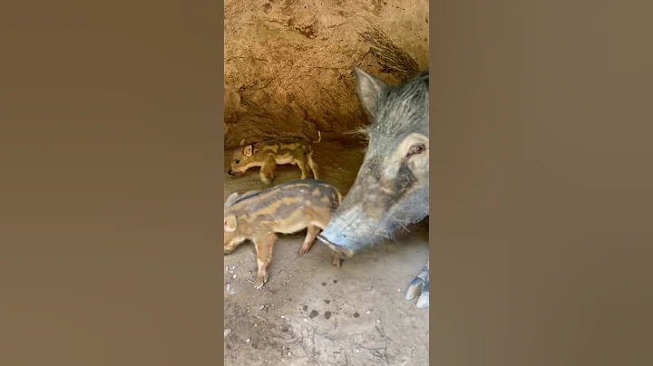 Amazing Wild Boar Living in Cave 🐗 #warthog #pig #boar #viral #animal #short #wildpig #wildlife