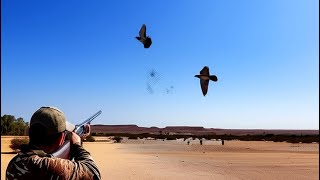 Ouverture de la Chasse au Pigeon ramiers  Palombe | Pigeons hunting 2025