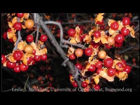 Video: Bittersweet Vines: aprenda sobre el cuidado de las plantas agridulces americanas